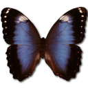 Morpho Achilleana Icon