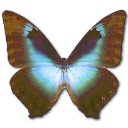 Morpho Cissis Icon