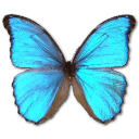 Morpho Godarti Icon