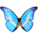 Morpho Helena Personal Icon