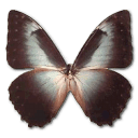 Morpho Telemachus Icon