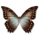 Morpho Theseus Amphotrion Icon