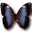 Morpho Achilleana Icon 32x32px