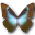 Morpho Cissis Icon 32x32px