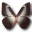 Morpho Telemachus Icon 32x32px