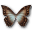 Morpho Theseus Amphotrion Icon 32x32px
