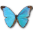 Morpho Absoloni icon