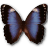 Morpho Achilleana icon