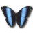 Morpho Achilles icon