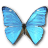Morpho Adonis Huallega Top icon