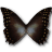 Morpho Amphitrion icon