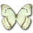 Morpho Catenarius Underside icon