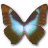 Morpho Cissis icon