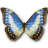 Morpho Cypress Cyanides Female icon