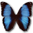 Morpho Deidamia Erica icon