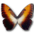 Morpho Hecuba sunset icon