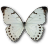 Morpho Luna Male icon