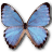 Morpho Partis Thamyris icon
