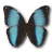 Morpho Patroclus Orestes Male icon