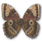 Morpho Peleides Montezuma Underside icon