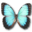 Morpho Peleides Montezuma icon