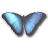 Morpho Peleides icon