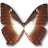 Morpho Phano Blue icon