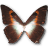 Morpho Phano Red icon