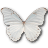Morpho Polyphemus icon