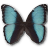 Morpho Pseudogamedes icon