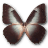 Morpho Telemachus icon
