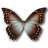 Morpho Theseus Amphotrion icon