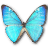 Morpho Zephyritis Male icon
