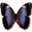 Morpho Achilleana Icon 64x64px