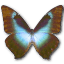 Morpho Cissis Icon 64x64px