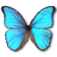 Morpho Godarti Icon 64x64px