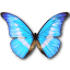 Morpho Helena Personal Icon 64x64px