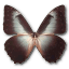 Morpho Telemachus Icon 64x64px