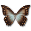 Morpho Theseus Amphotrion Icon 64x64px