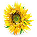 Sunflower Icon 128x128px