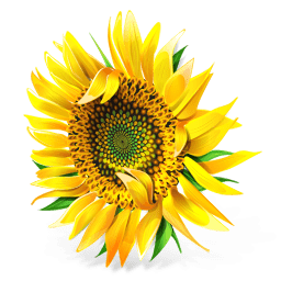 Sunflower Icon