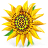 Sunflower icon