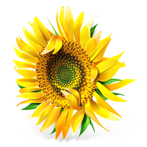 Ukrainian Motifs Icons: Sunflower Icon 512x512px