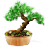 bonsai icon