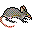 Eastern barred bandicoot icon