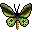 Richmond birdwing butterfly icon