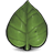 Leaf icon