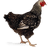Chicken icon