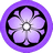 Purple Kikyo icon